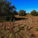 �L�intervento di forestazione, promosso da Legambiente e dall�associazione AzzeroCo2, � stato finanziato da Fastweb e ha previsto la piantumazione di arbusti di lentischio, ginestra, roverella, fillireo e orniello�, ci spiega Vincenzo